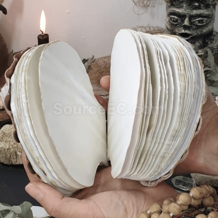 礼品订购贝壳造型笔记本广告