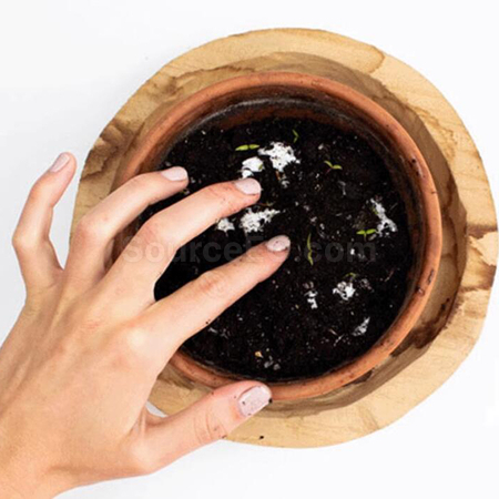 礼品订购种子纸扇广告